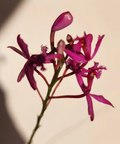 Epidendrum radicans Fire Star Orchid – 1 Rooted Keiki (Purple Lavender Bloom) - Easy Care Starter Plant
