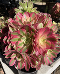 Aeonium Pink Witch Live Cutting - 2.5" Rosette Succulent
