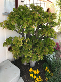 Crassula ovata Jade Plant Cutting – Large 8-Inch Branching Jade Succulent