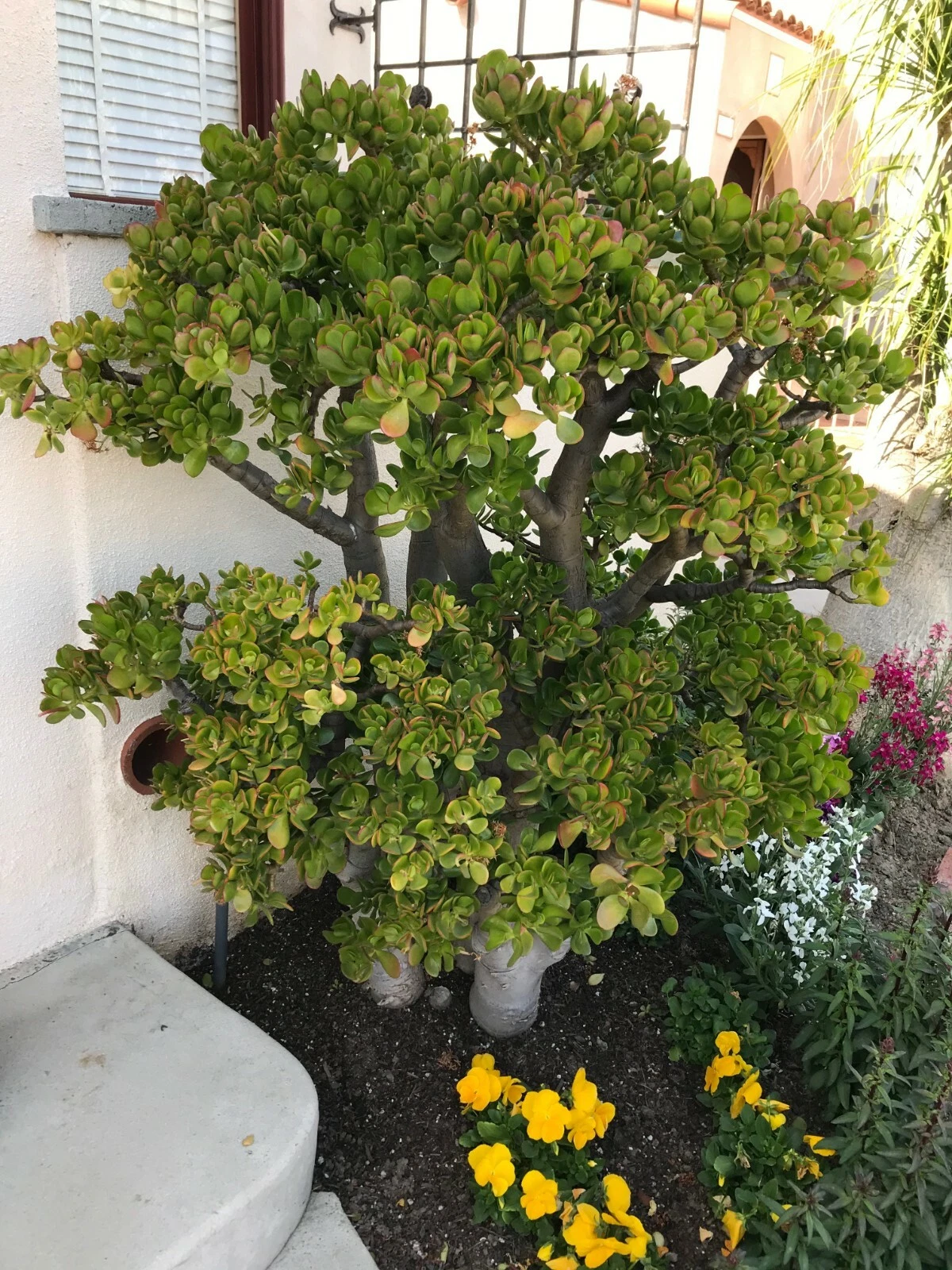 Crassula ovata Jade Plant Cutting – Large 8-Inch Branching Jade Succulent
