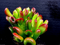 Ogre Ears Jade Plant Cutting (Gollum) Crassula ovata – Unrooted Succulent Stem with Red Tips