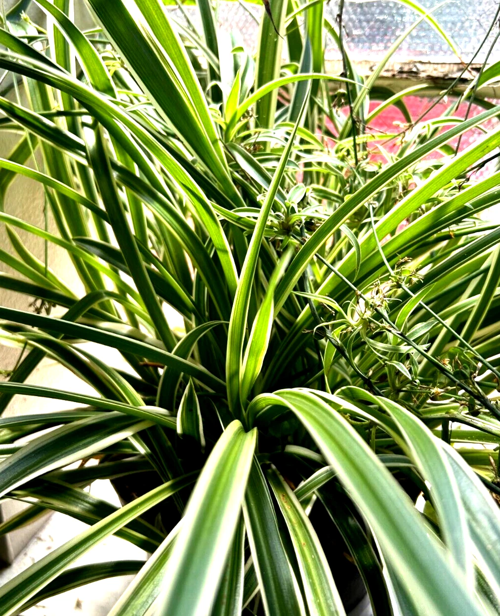 Reverse Spider Plant Cuttings (3) - Unrooted Root-Ready Chlorophytum comosum Reverse-Pattern