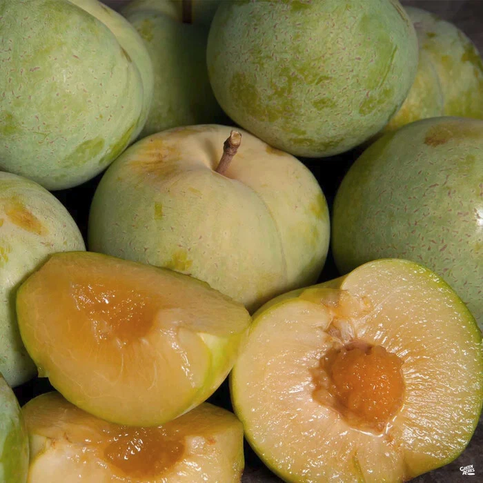 Emerald Pluot Scions - Unrooted Live Grafting Cuttings (1-Year Wood) for Prunus Rootstocks