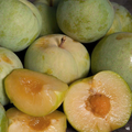 Emerald Pluot Scions - Unrooted Live Grafting Cuttings (1-Year Wood) for Prunus Rootstocks