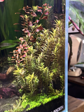 Rotala rotundifolia Live Aquarium Cuttings – 10+ 4–6" Stem Cuttings + 2 Bonus Plants