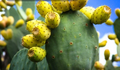 Prickly Pear Cactus Opuntia Live Plant with Orange, Pink & Yellow Blooms