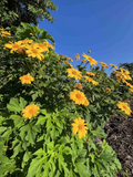 Mexican Sunflower Cuttings (Tithonia diversifolia) - 12 Unrooted Cuttings for Green Fertilizer & Ornamental Garden