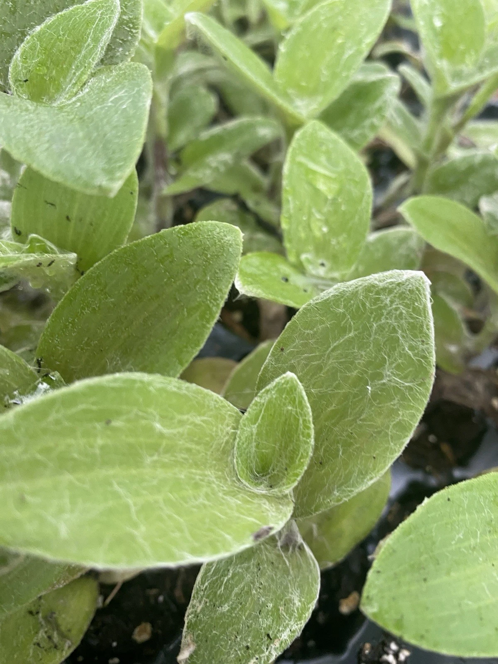White Fuzzy Tradescantia - 2 Rooted Cuttings Live Houseplant Starts