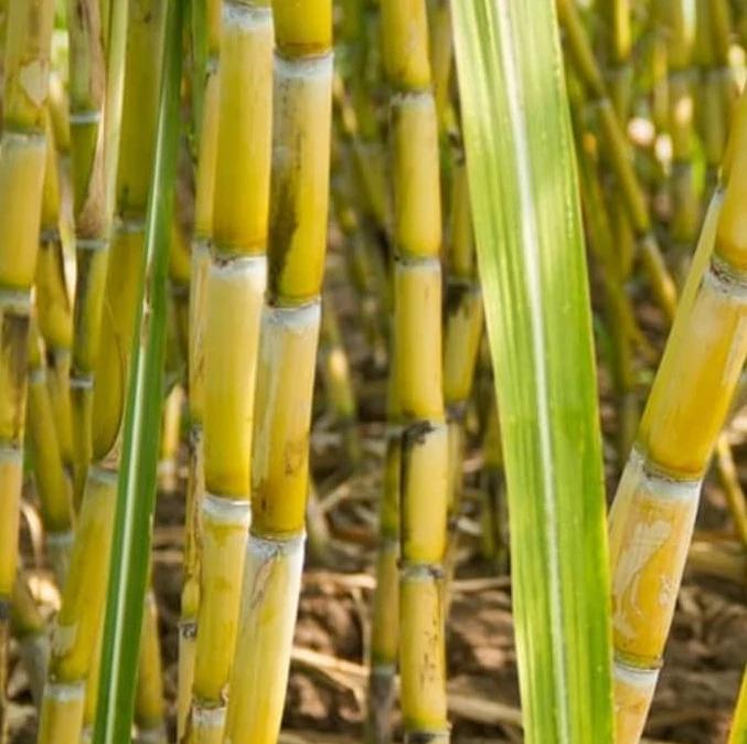 Yellow Sugarcane Cuttings – 20 Live Saccharum officinarum, 18" with 3–4 Nodes Each