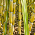 Yellow Sugarcane Cuttings – 20 Live Saccharum officinarum, 18" with 3–4 Nodes Each