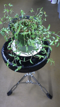 Callisia micrantha Cuttings — Wandering Jew, Unrooted Trailing Houseplant Cuttings