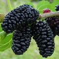 Black Mulberry Cuttings – 3 Pack Morus nigra Hardwood Cuttings for Rooting or Grafting