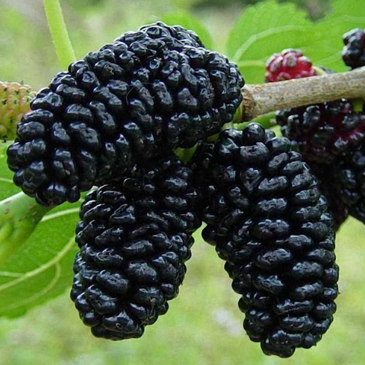 Black Mulberry Cuttings – 3 Pack Morus nigra Hardwood Cuttings for Rooting or Grafting