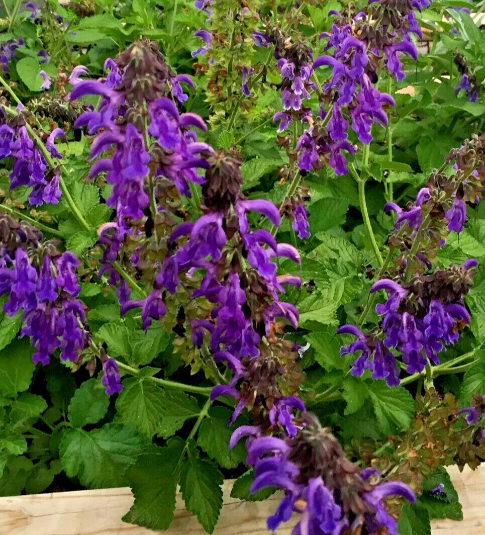 Dan Shen Sage Live Starter Plant - Salvia miltiorrhiza, 3" Pot
