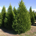 Leyland Cypress Cuttings – 20 Live 7–8