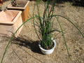 Sansevieria Lancia Cuttings — 3 Rooted Pieces for Easy Propagation