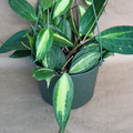 Hoya macrophylla 'Reverse Pot of Gold' - 4" Live Rooted Cutting, Variegated Wax Plant