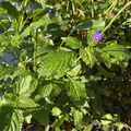 Porterweed Cuttings (Stachytarpheta) – 5 Unrooted 5–7" for Pollinator Gardens