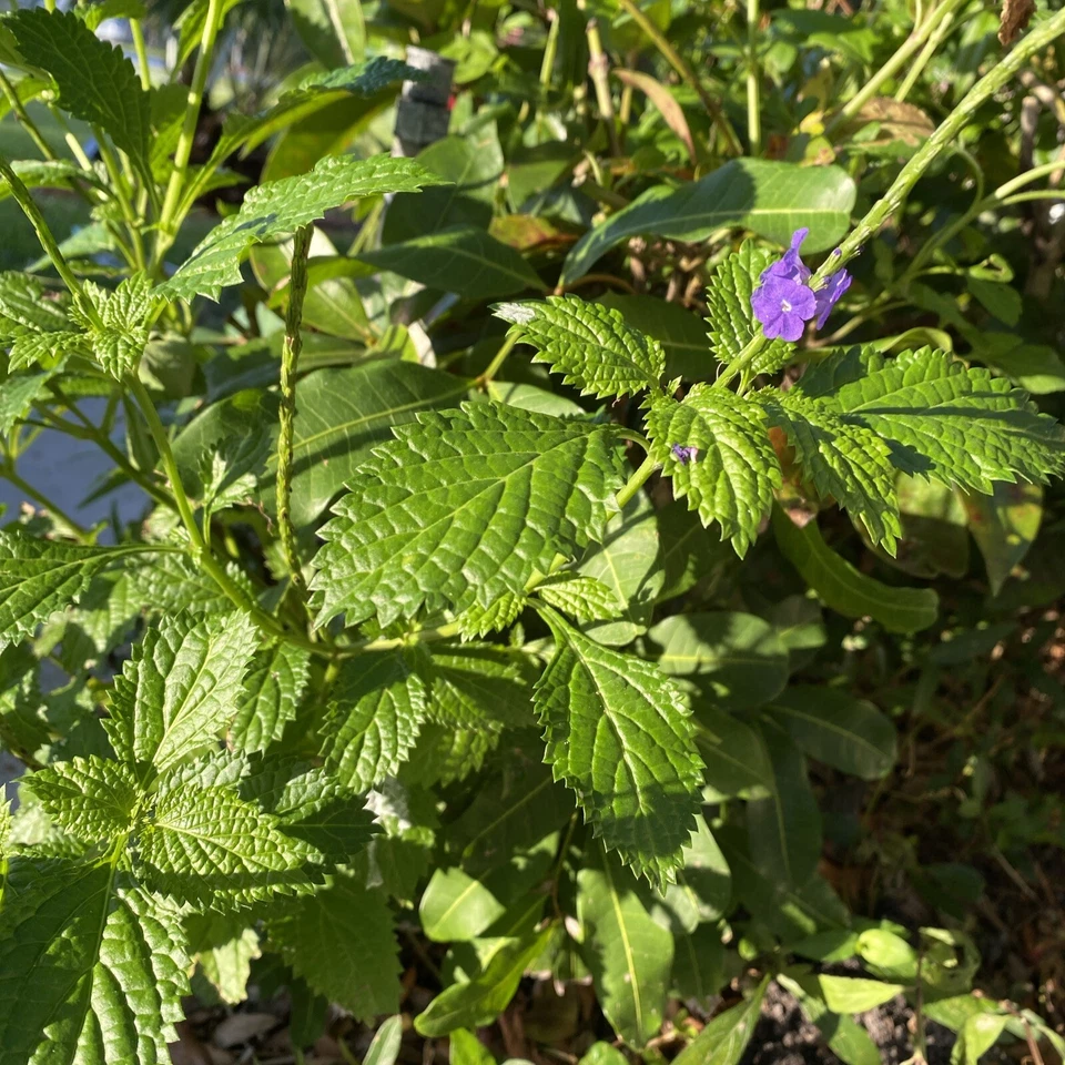 Porterweed Cuttings (Stachytarpheta) – 5 Unrooted 5–7" for Pollinator Gardens