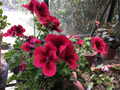 Martha Washington Geranium Cuttings – 6 Unrooted Pelargonium × domesticum Mix Stems for Rooting