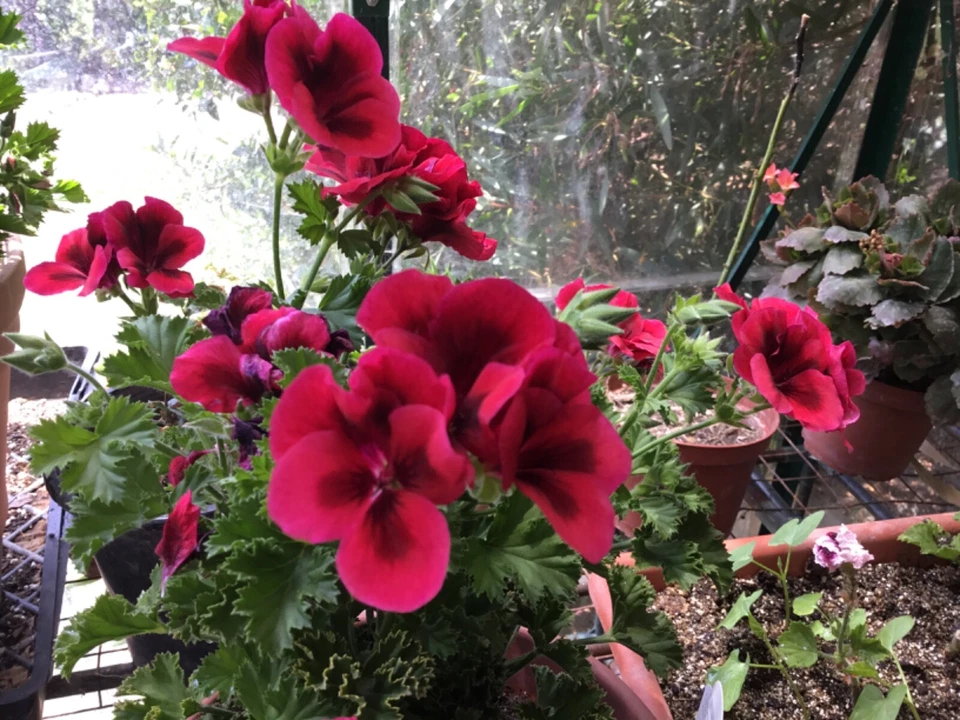 Martha Washington Geranium Cuttings – 6 Unrooted Pelargonium × domesticum Mix Stems for Rooting