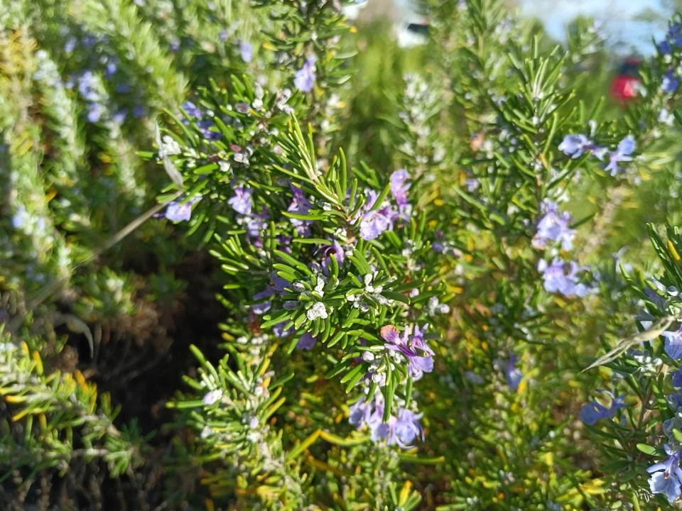 Organic Rosemary Cuttings - 12 Live 10" Stems | Fresh USA-Grown Rosemary for Rooting