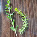 Sedum Cuttings Pack – 50 Mixed Rupestre Angelina & Sarmentosum Stonecrop for Groundcover & Containers