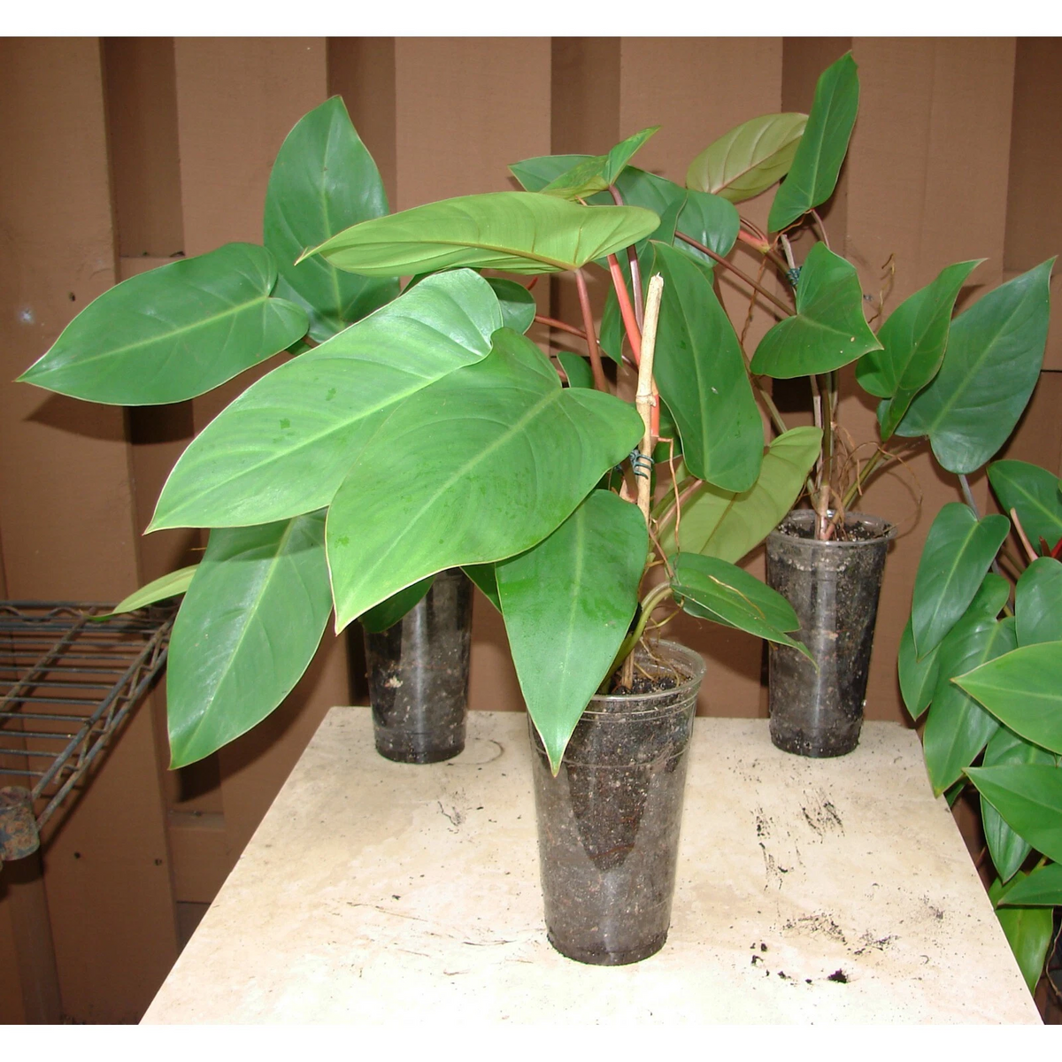 Red Emerald Philodendron erubescens Starter Plant – 6" Stem Cutting