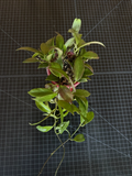 Hoya Sunrise 1-Node Cutting – Unrooted Hybrid Hoya Lacunosa × obscura