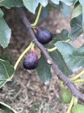 LSU Purple Fig Cutting – 6–10" Unrooted Hardwood Cutting for Ficus carica, Fresh