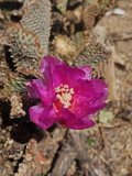 Beavertail Cactus Pads (Opuntia basilaris) 5 Live Pads, 3–5" Each