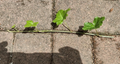 English Ivy Cuttings – 10 Live 6” Hedera helix Vines, Unrooted Trailing Cuttings