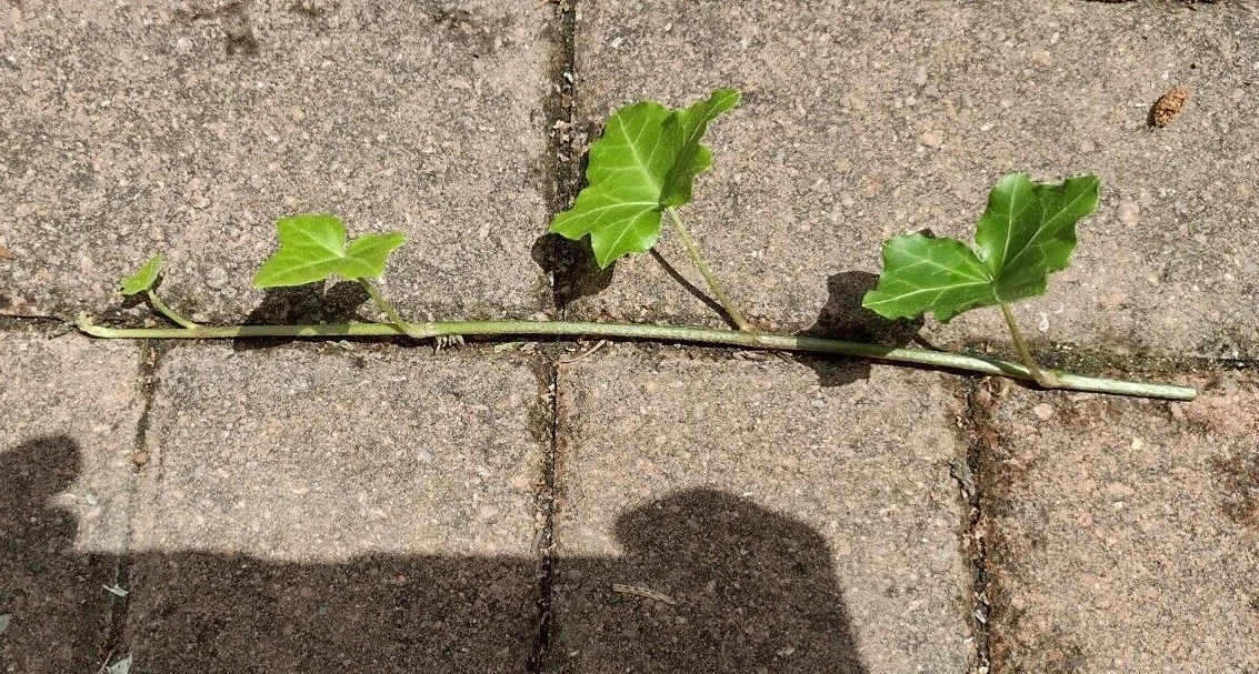 English Ivy Cuttings – 10 Live 6” Hedera helix Vines, Unrooted Trailing Cuttings