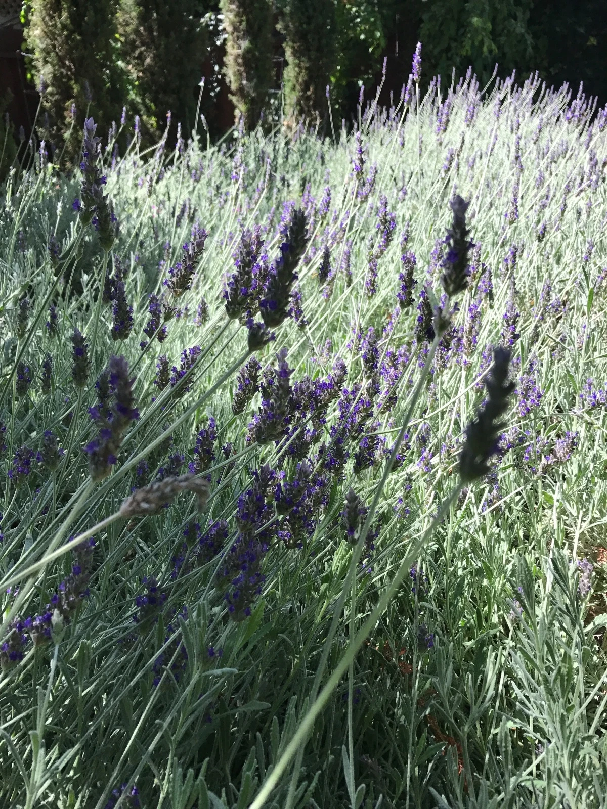 Lavandula angustifolia Lavender Cuttings - Organic California Grown Live Lavender Stems for Rooting