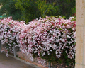 Pink Jasmine Jasminum polyanthum Rooted Starter Plant – Climbing Vine with Fragrant Blooms