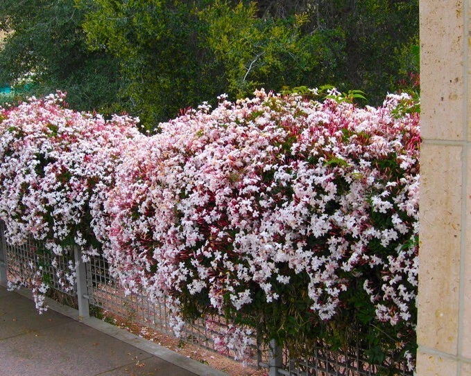 Pink Jasmine Jasminum polyanthum Rooted Starter Plant – Climbing Vine with Fragrant Blooms
