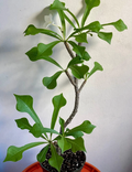 Plumeria pudica Cutting (Wedding Bouquet) 6" Unrooted Cutting – White Flowers