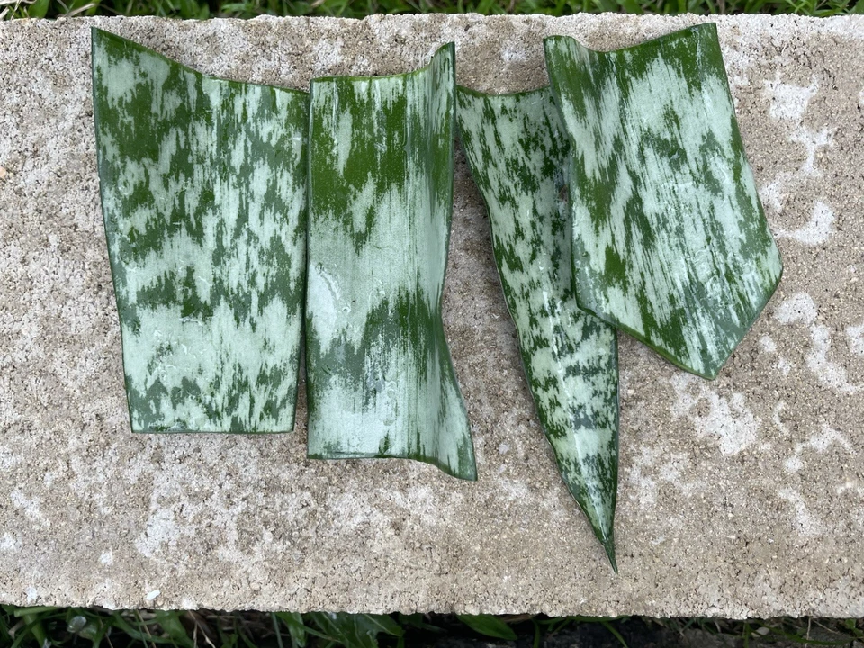 Snake Plant Leaf Cuttings – 10 Unrooted Sansevieria Hawaii Cuttings for DIY Propagation