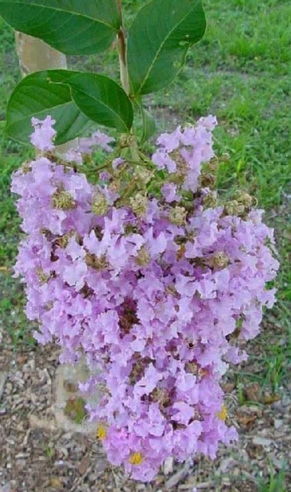 Purple Crepe Myrtle Cuttings – 8+ Fresh Lilac Purple Cuttings for Easy Propagation