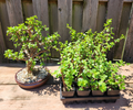 Dwarf Jade Bonsai - 3 Rooted Portulacaria afra Plants, 3-Year-Old Cork Bark Starter Bonsai