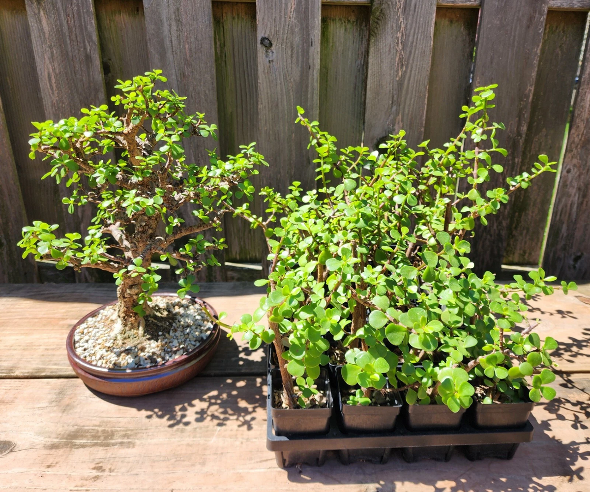 Dwarf Jade Bonsai - 3 Rooted Portulacaria afra Plants, 3-Year-Old Cork Bark Starter Bonsai