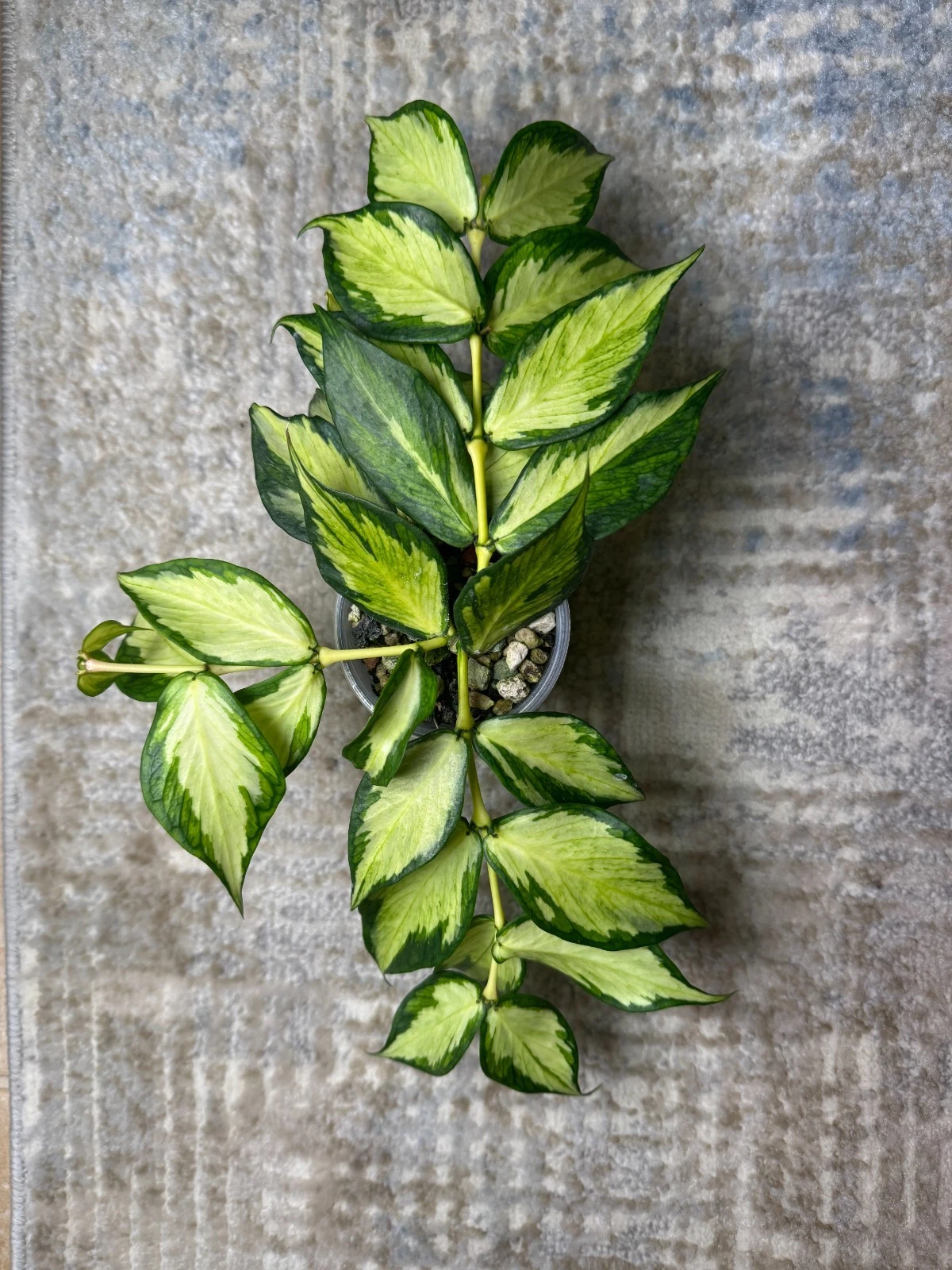 Hoya polyneura Inner Variegated 1-Node Cutting | Mermaid Tail Hoya Live Starter