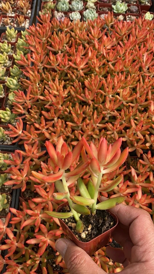 Firestorm Sedum adolphii – Rooted Sedum in 2-Inch Pot (Indoor Succulent)