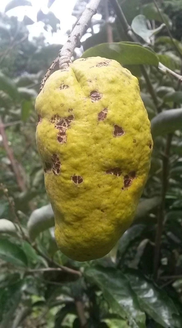 Olosapo Cutting (Couperia polyandra) - Unrooted 6"+ Cutting for Tropical Fruit Tree Propagation
