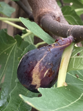 Black Jack / Greek Isles Fig Cuttings - 10 Unrooted Ficus carica Scions for Propagation