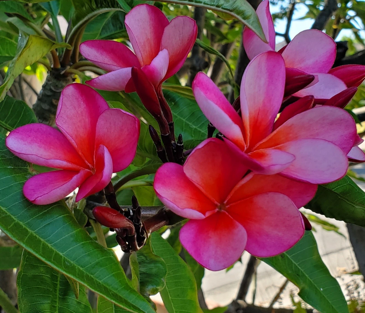 Plumeria (Frangipani) Cutting 7–12" Pink with Light Orange – Unrooted