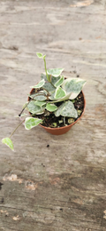 Variegated String of Arrows - Rare Ceropegia Starter Plant