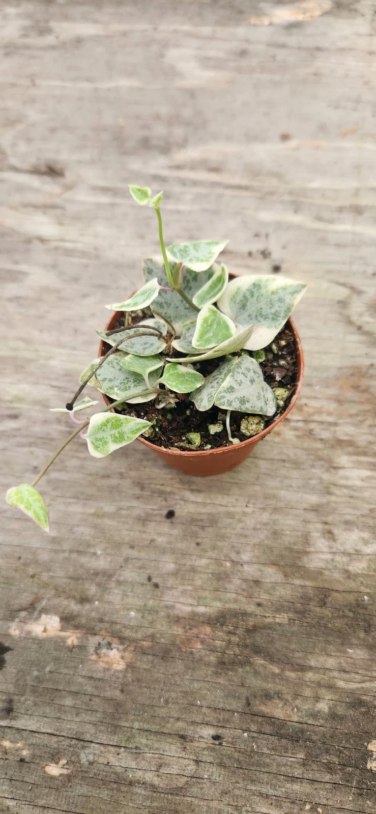 Variegated String of Arrows - Rare Ceropegia Starter Plant