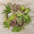 Succulent Assortment: 10 Unrooted Cuttings (Mixed Cactus & Succulents) for Propagation