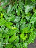 Philodendron Burle Marx Cuttings – Unrooted Stem Cuttings for Propagation